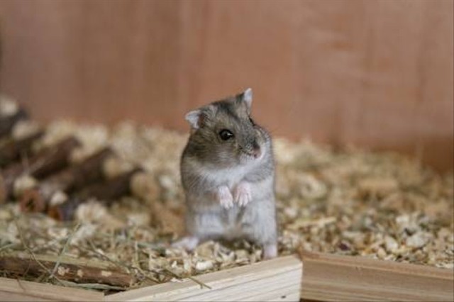 Ilustrasi Hamster Roborovski. Sumber: Unsplash