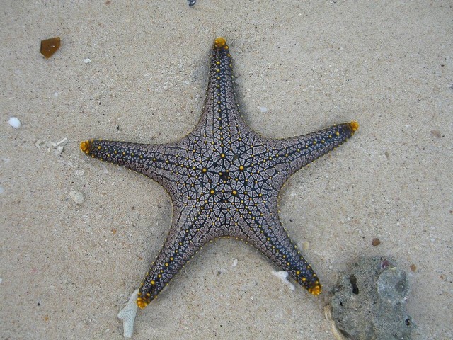 Ilustrasi warna bintang laut - Sumber: pixabay.com/rhiannon