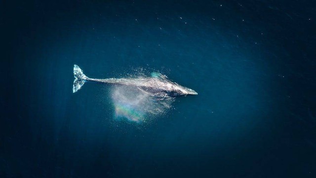 Ilustrasi ciri muntahan paus asli. Sumber foto: Unplash/Pemandangan Venti