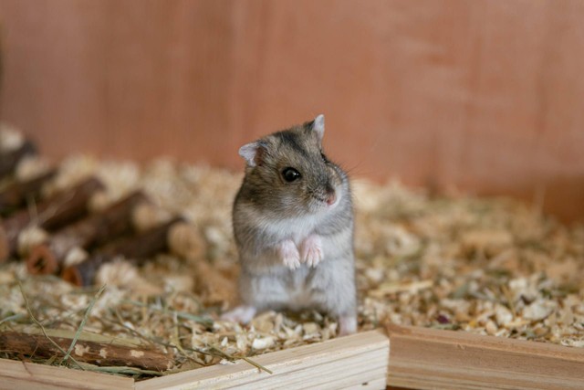Ilustrasi hamster dwarf. Sumber foto: Unsplash