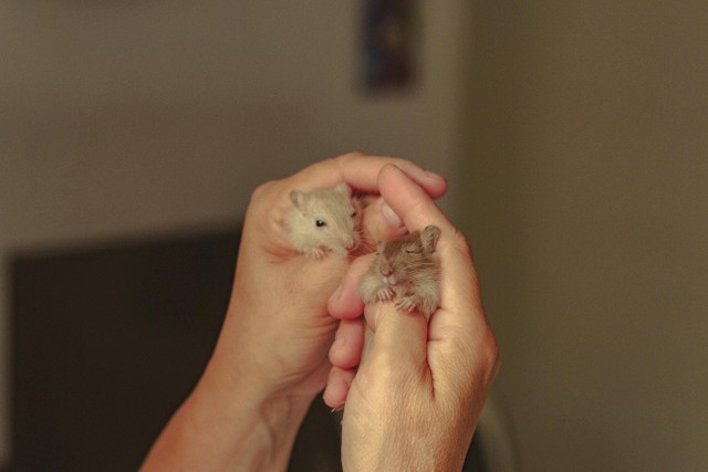 Ilustrasi: Perawatan Hamster Campbell. Sumber: Lucas Pezeta/Pexels.com
