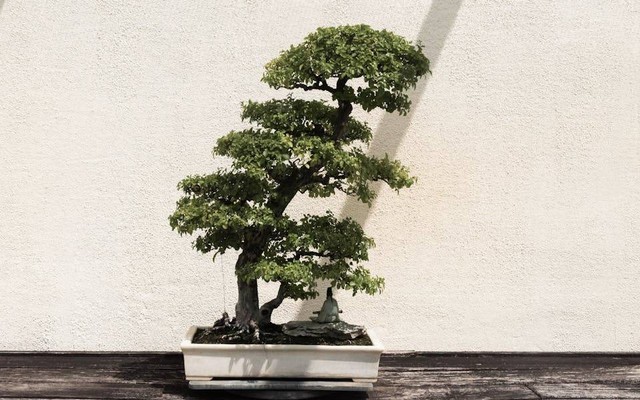 Ilustrasi tips merawat bonsai. Sumber: David Yu/pexels.com