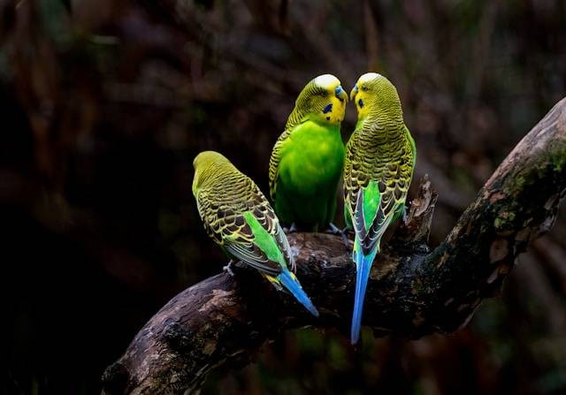 Cara Memelihara Burung Parkit. Foto Hanya Ilustrasi. Sumber Foto: Unsplash.com/David Clode