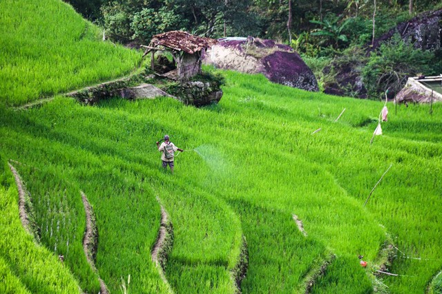 Ilustrasi Contoh Kegiatan Agrikultur, foto:unsplash 