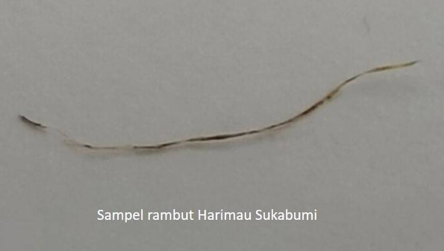 Helai rambut diduga milik harimau Jawa ditemukan di Sukabumi Selatan.  Foto: Dok. BRIN