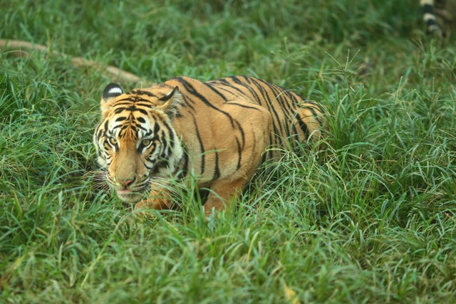 Ilustrasi Harimau Jawa. Foto: Sigit Adhi Wibowo/Shutterstock