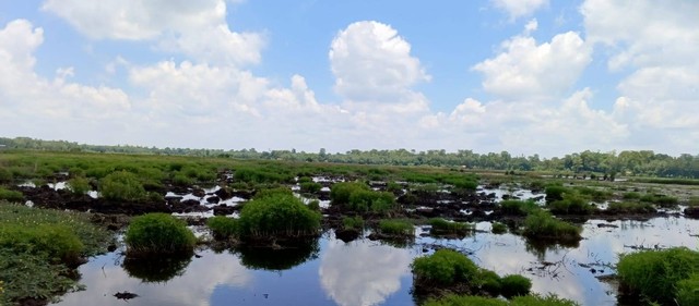 Lahan rawa di Sumatera Selatan. Dok. Pribadi