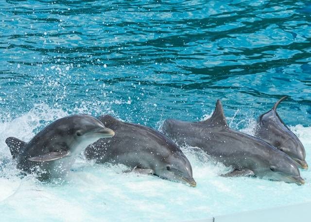 Bali Exotic Marine Park. Foto hanya ilustrasi bukan tempat sebenarnya. Sumber foto: Unsplash.com/Juan Ignacio Escobar Tosi