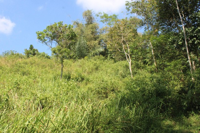 Hutan di Jampang Tengah, Sukabumi. Foto: Shutterstock