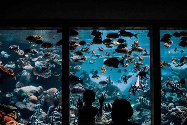 Aquarium Besar di Jakarta. Foto hanya ilustrasi. Sumber: Pexels/Rachel Claire.