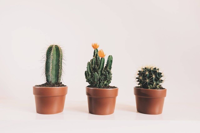 ilustrasi tanaman kaktus. Sumber foto: Pexels