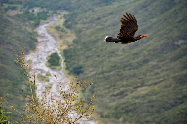 Ilustrasi burung terbang dari sangkar. Sumber foto: Unsplash