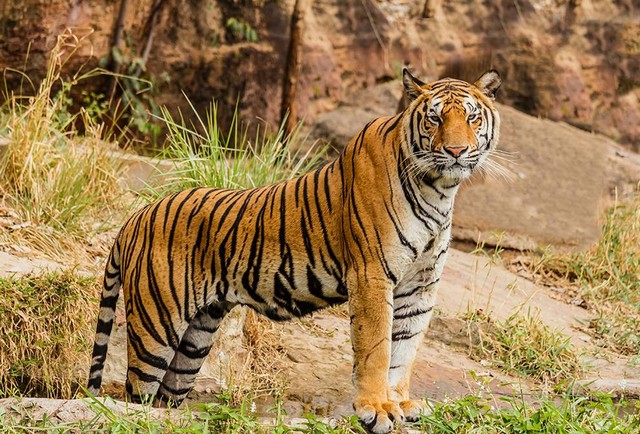 Ilustrasi Ciri-ciri harimau Jawa. Sumber: www.unsplash.com