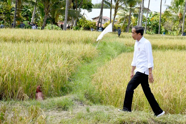 Presiden Joko Widodo  meninjau panen raya di Kabupaten Sigi, Sulawesi Tengah, Rabu (27/3/2024). Foto: Rusman/Biro Pers Sekretariat Presiden