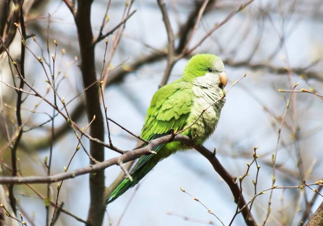 Ilustrasi mengatasi burung parkit yang malas makan. Foto: Pixabay