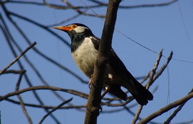 Ilustrasi mengenal burung jalak suren. Foto: Pixabay