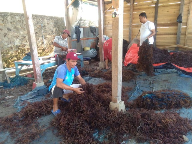 Klaster Usaha Rumput Laut Kampung Pogo. Foto: Dok. BRI