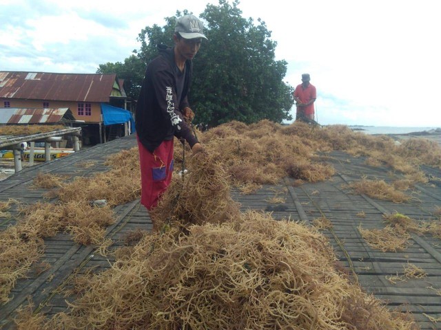 Klaster Usaha Rumput Laut Kampung Pogo. Foto: Dok. BRI