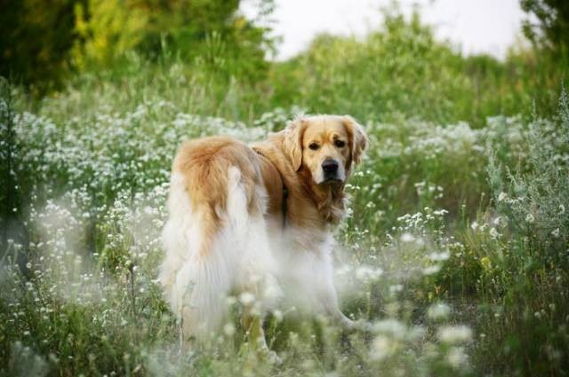 Ilustrasi panduan grooming untuk anjing berbulu panjang, sumber foto: Wadim Ł. by pexels.com