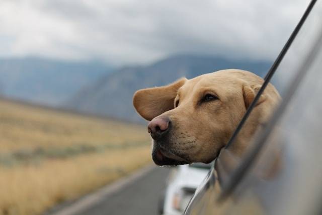 Ilustrasi Cara Mengatasi Kecemasan pada Anjing Saat Perjalanan. Foto: dok. Unsplash/Emerson Peters
