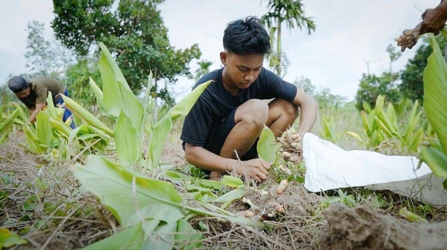 Pertanian kunyit di Desa Ibru. Foto: Dok. BRI