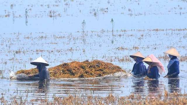 Petani mengangkut padi dengan terpal saat panen di sawah yang terendam banjir di Desa Karangrowo, Undaan, Kudus, Jawa Tengah, Kamis (28/3/2024). Foto: Yusuf Nugroho/ANTARA FOTO