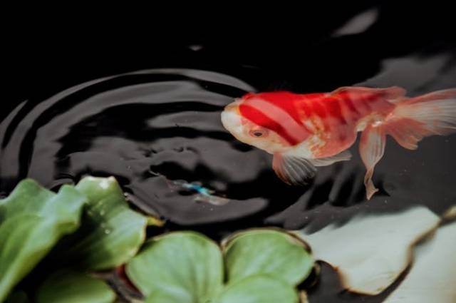 Ilustrasi jenis ikan koi paling mahal di dunia, sumber foto: Min An by pexels.com