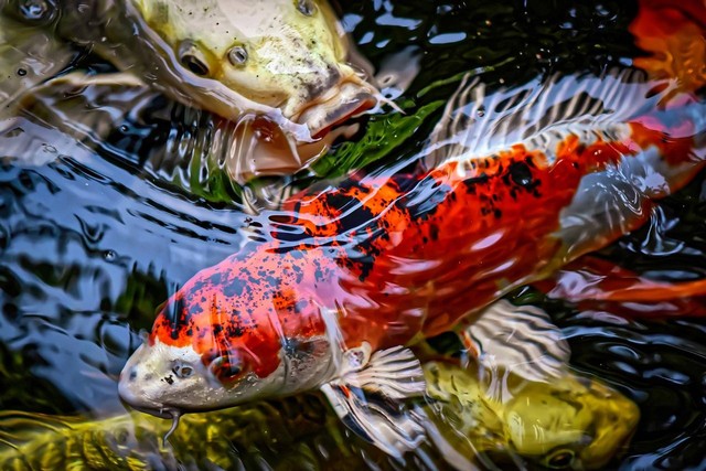 Ilustrasi apakah ikan koi bisa dimakan. Foto: Pixabay