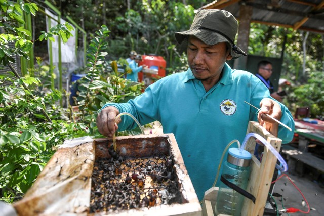 Anggota Kelompok Tani Karamunting memanen madu kelulut di Hutan Kota Pendidikan Telaga Sari, Balikpapan, Kalimantan Timur, Selasa (26/3/2024). Foto: Hafidz Mubarak A/ANTARA FOTO