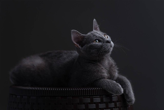 Ciri-ciri Kucing Russian Blue Asli agar Tidak Tertipu | kumparan.com