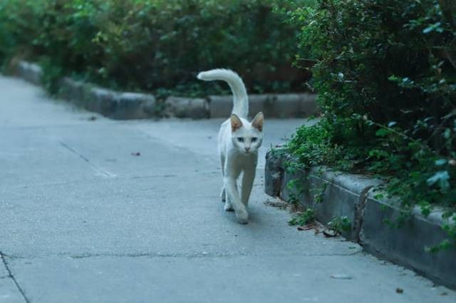 Ilustrasi hewan peliharaan yang bisa diajak jalan-jalan, sumber foto: Cats Coming by pexels.com