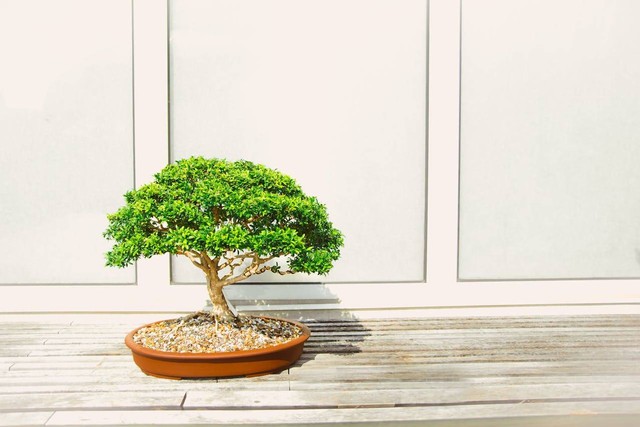 ilustrasi tanaman bonsai. Sumber foto: Pexels