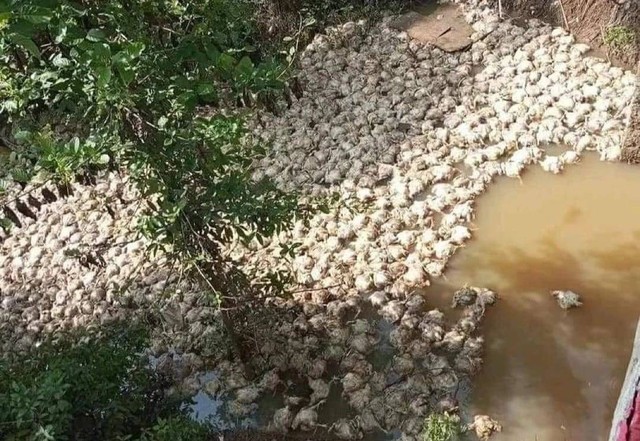 Penampakan ribuan bangkai ayam di Sungai Pinang, Musi Rawas, Foto : Istimewa