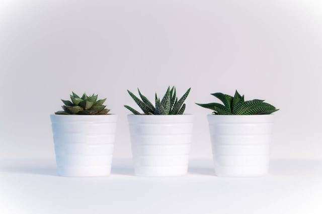 ilustrasi tanaman succulent, Sumber foto: Pexels