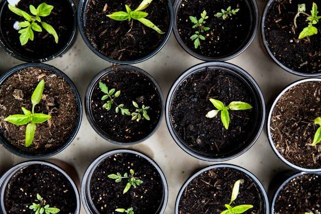 Tata Cara Menanam Tomat di Pot. Foto Hanya Ilustrasi. Sumber Foto: Unsplash.com/Markus Spiske