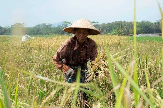 Ilustrasi dampak sosial ekonomi voc di indonesia, sumber foto: annam jeje by pexels.com