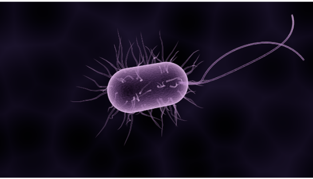 Ilustrasi contoh bakteri gram negatif. Sumber foto: Pixabay/sbtlneet