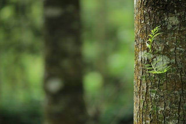 Contoh Tumbuhan Bernapas Dengan Lentisel