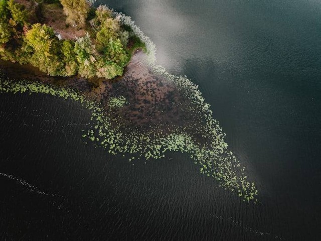 Mengapa bila satu komponen ekosistem berubah maka keseimbangan ekosistem juga berubah. Sumber: unsplash.com/ Ivan Bandura