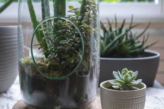 ilustrasi terrarium lumut (Unsplash)