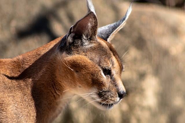 Ilustrasi Apakah Karakal Termasuk Kucing. Foto: dok. Unsplash/Joshua J. Cotten