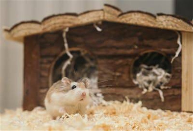 Ilustrasi perawatan hamster di kandang kawat. Foto: Pexels