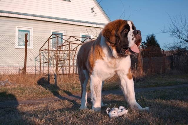 5 Jenis Anjing Berbulu Tebal Dan Besar Paling Populer | Kumparan.com