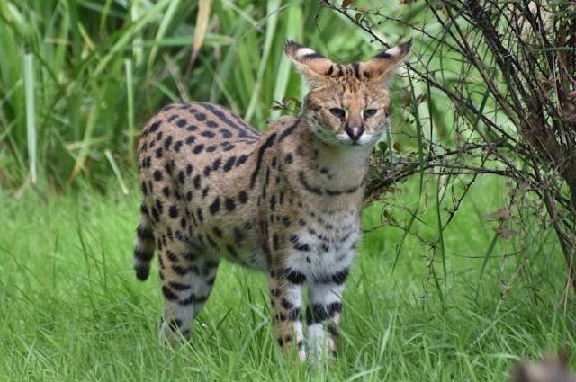 Ilustrasi fakta unik kucing serval, sumber foto: Jolijn Rosendaal by pexels.com