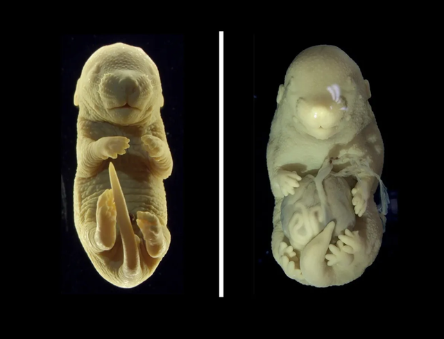Embrio tikus normal (kiri), di samping embrio berkaki enam tanpa alat kelamin (kanan). Foto: Nature Communications