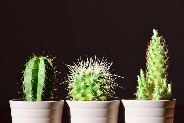 Ilustrasi manfaat tanam kaktus. Sumber: pixabay
