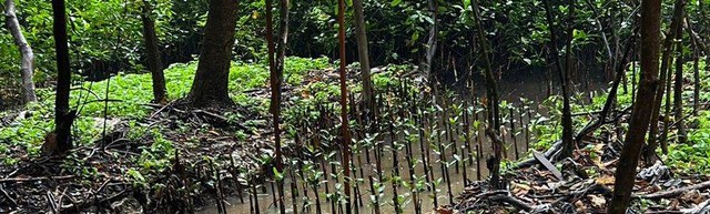 Penanaman pohon mangrove di daerah Jakarta Utara, Provinsi DKI Jakarta (28/01/2023). Sumber: Dokumentasi Pribadi.
