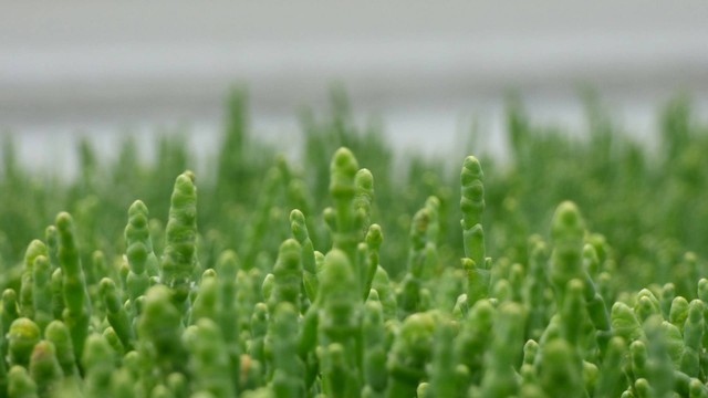 ilustrasi tanaman asparagus. Sumber oto: Unsplash