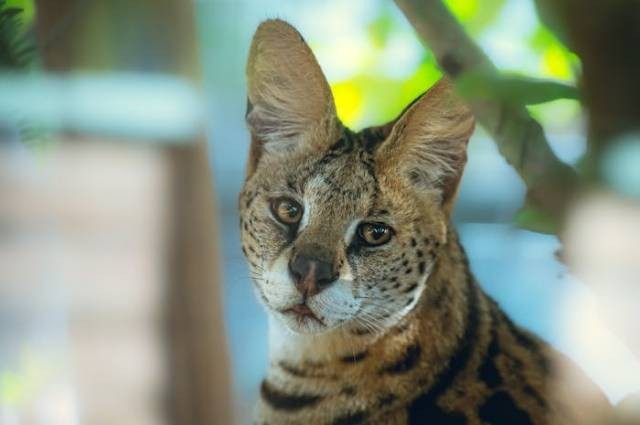 Ilustrasi fakta tentang kucing serval, sumber foto: ALTEREDSNAPS by pexels.com