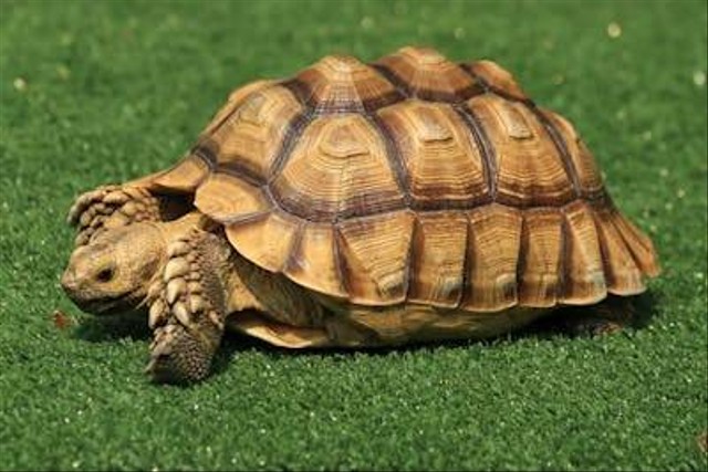 Ilustrasi perawatan kura-kura sulcata. Foto: Pexels